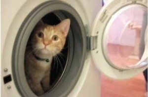 Котка в пералнята